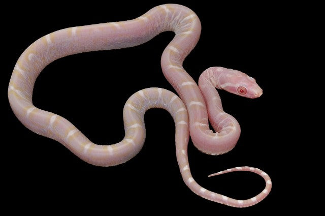 scaleless corn snake