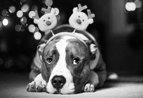 christmas pitbull