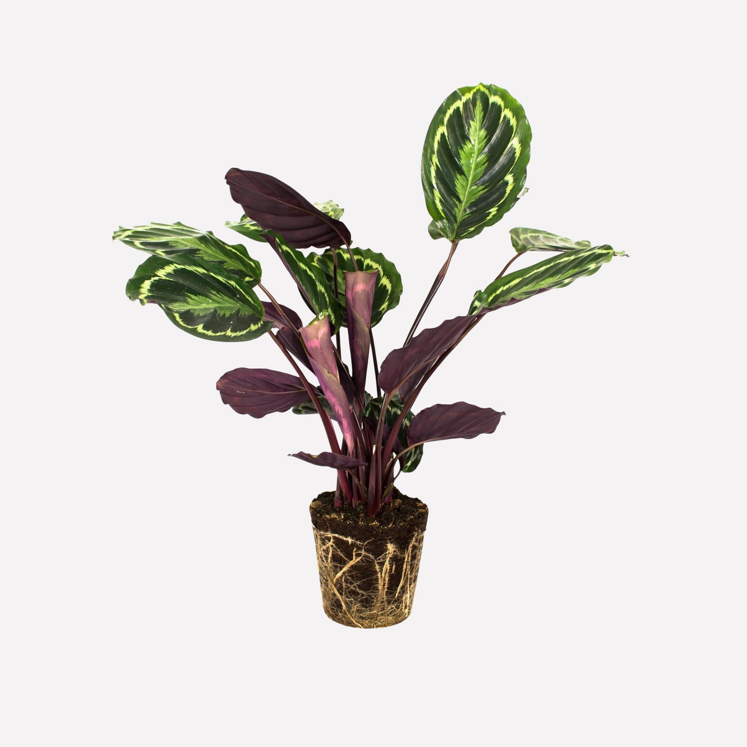 calathea medaillon 