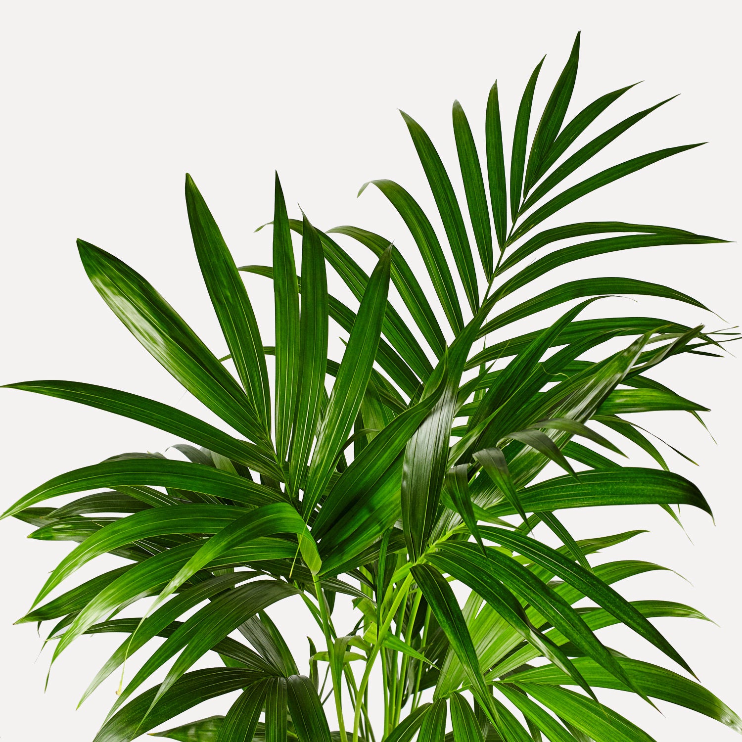 Kentia palm