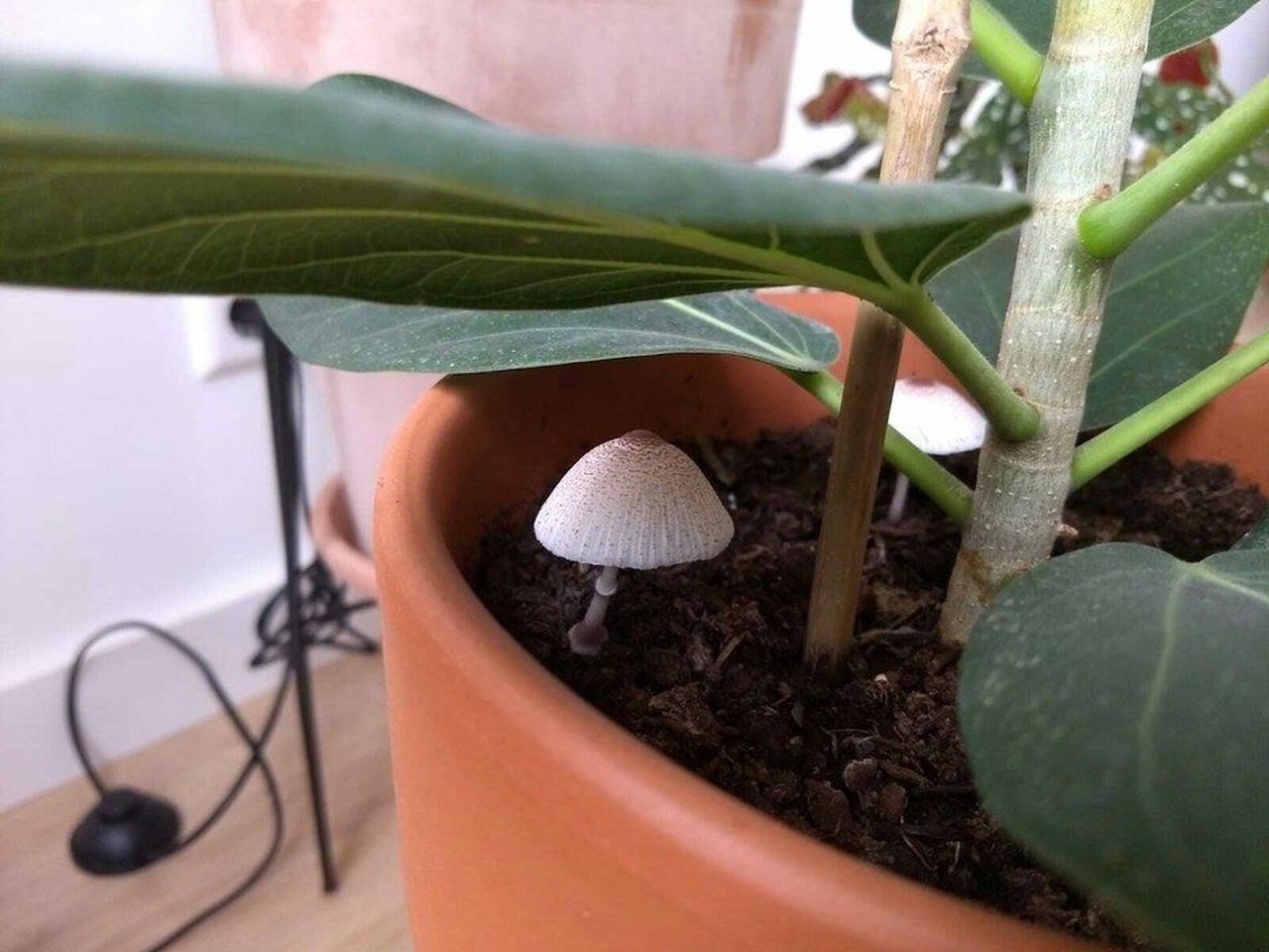 paddenstoel in potgrond van kamerplant