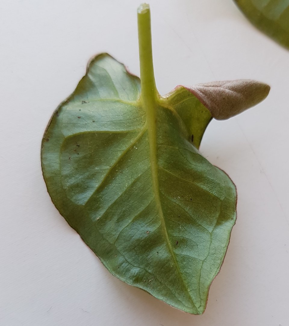 spint op aronskelk blad