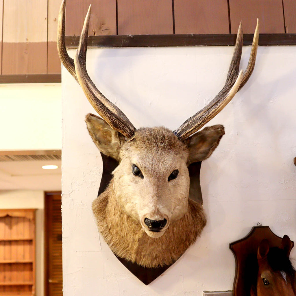 日本鹿 奈良 鹿 剥製 ハンティングトロフィー 置き物 飾り物 昭和年代 