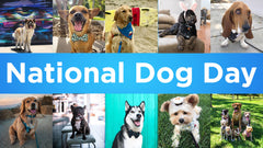 National Dog Day