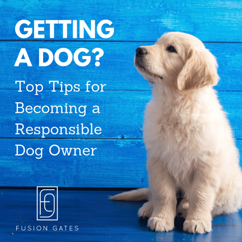 Getting a Dog? Top Tips for Becoming a Responsible Dog Owner