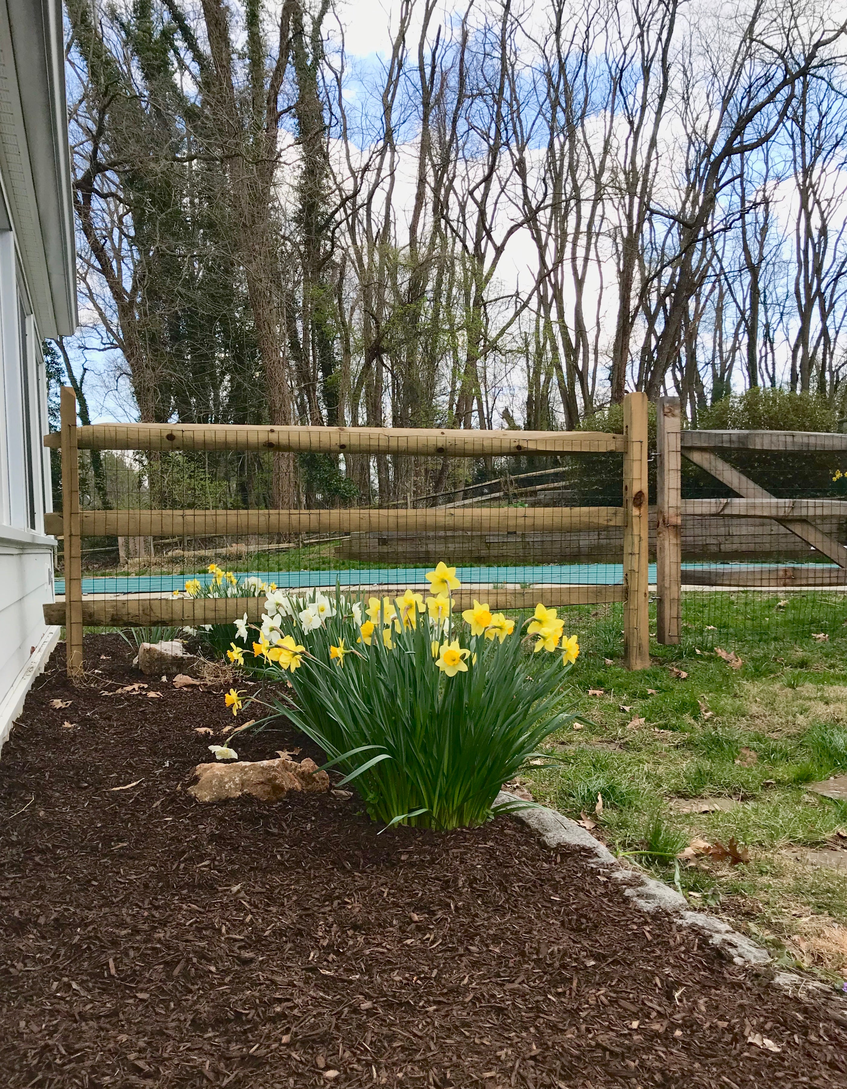 daffodils in mulched garden bed