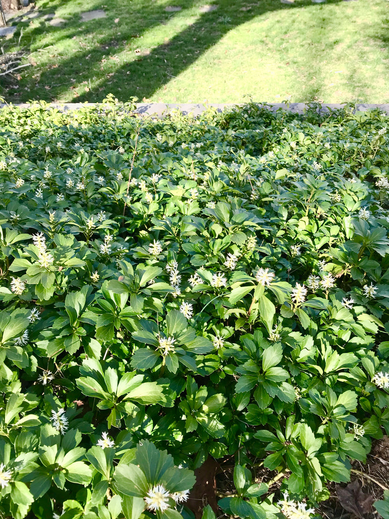 blooming pachysandra in garden bed