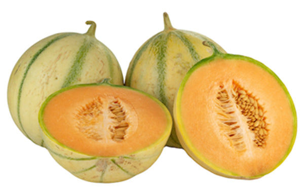 Charentais Melon