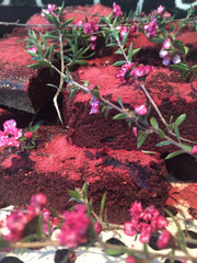 Beetroot, Davidson Plum and Chocolate Fudge Brownies