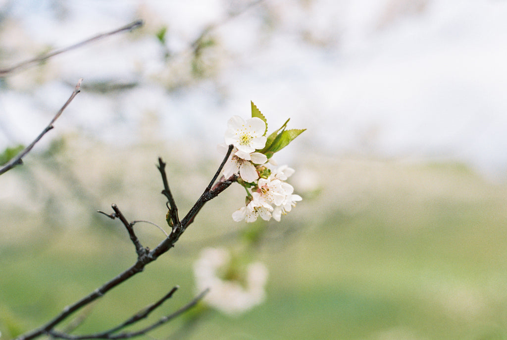 Andrea Naylor Photography Cherry Blossoms Film Photographer Door County