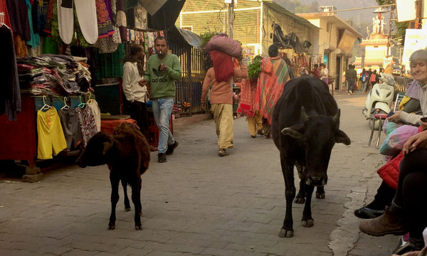 Kuh in den Straßen von Rishikesh Markt