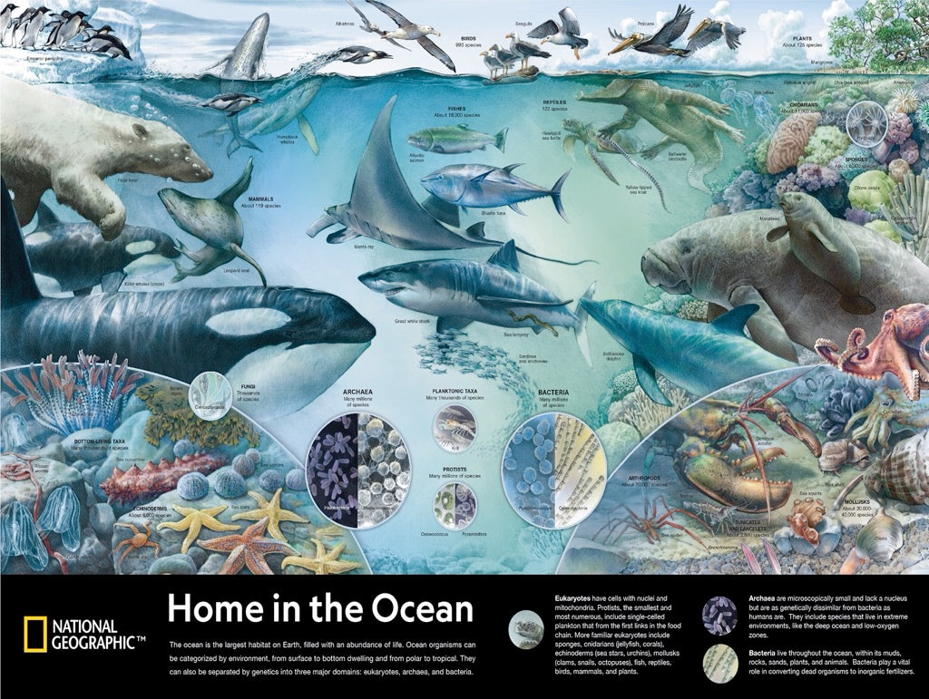 Home in the Ocean – New York Puzzle Company