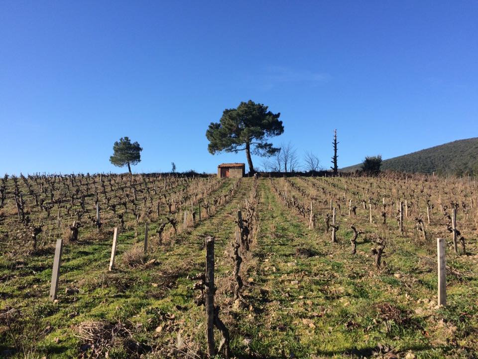 Les Paissels Babeau Saint Chinian Languedoc Winemaking