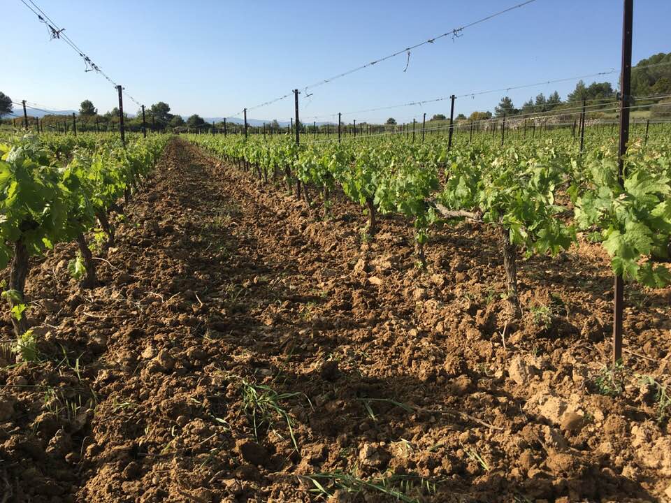 Domaine Sicard Minervois Languedoc Winemaking