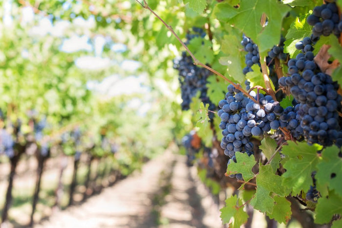 Grape Photo For Natural Wines Blog; Vegan Organic Biodynamic 