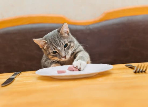 Is it okay to let my cat eat tuna?