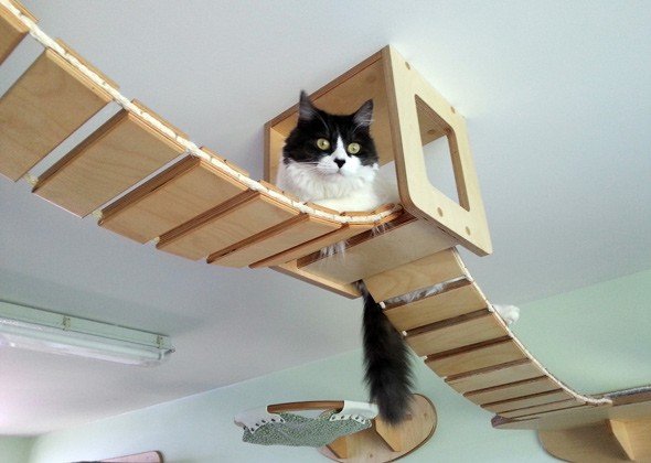 Amazing Playgrounds for Cats