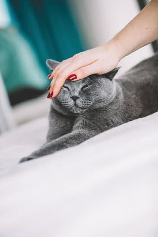 How should you pet your cats properly?