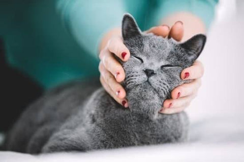 Do Cats Like To Be Petted and How To Know It?