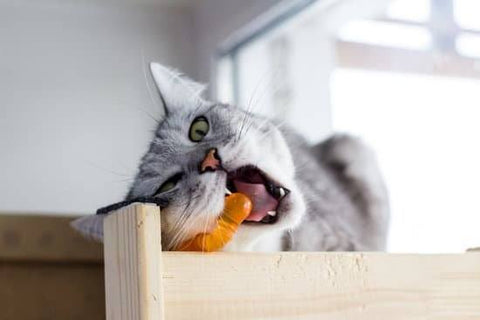 Cats Biting: Why and How to Solve