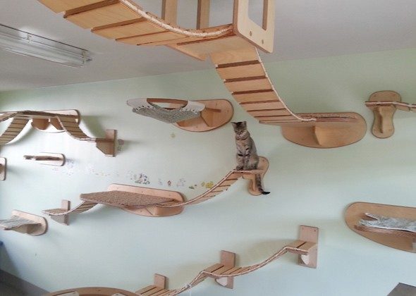 Amazing Playgrounds for Cats