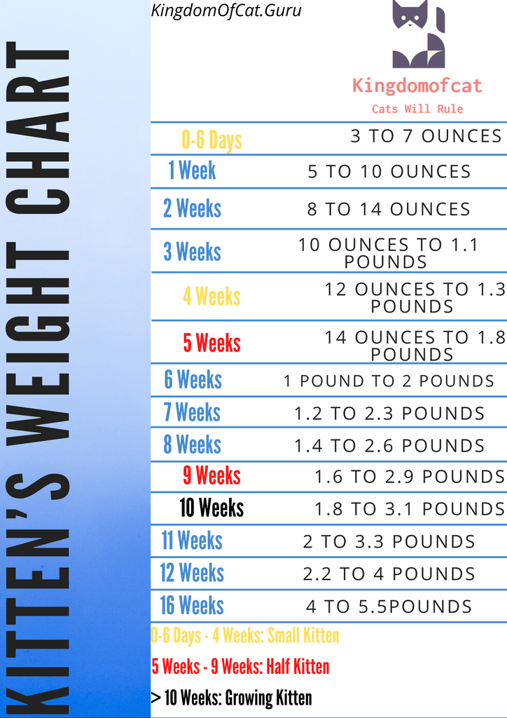 Ideal Weight For Cat: Kitten’s weight Chart