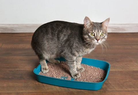 Why Does Cats Poop Outside The Litter Box? Litter box is too small