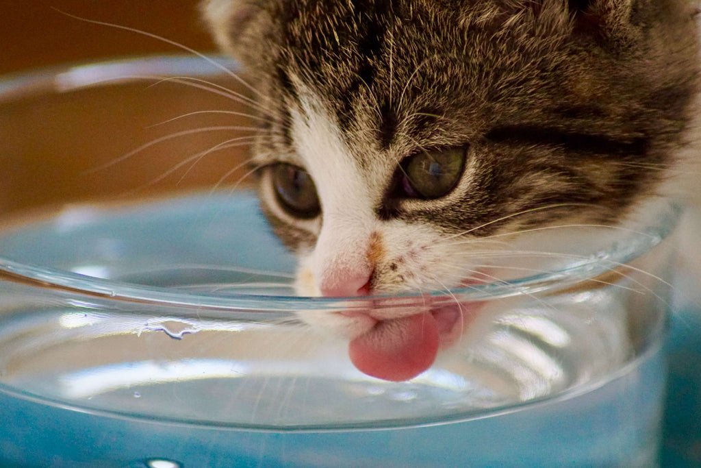 cat drinking water in a bowl