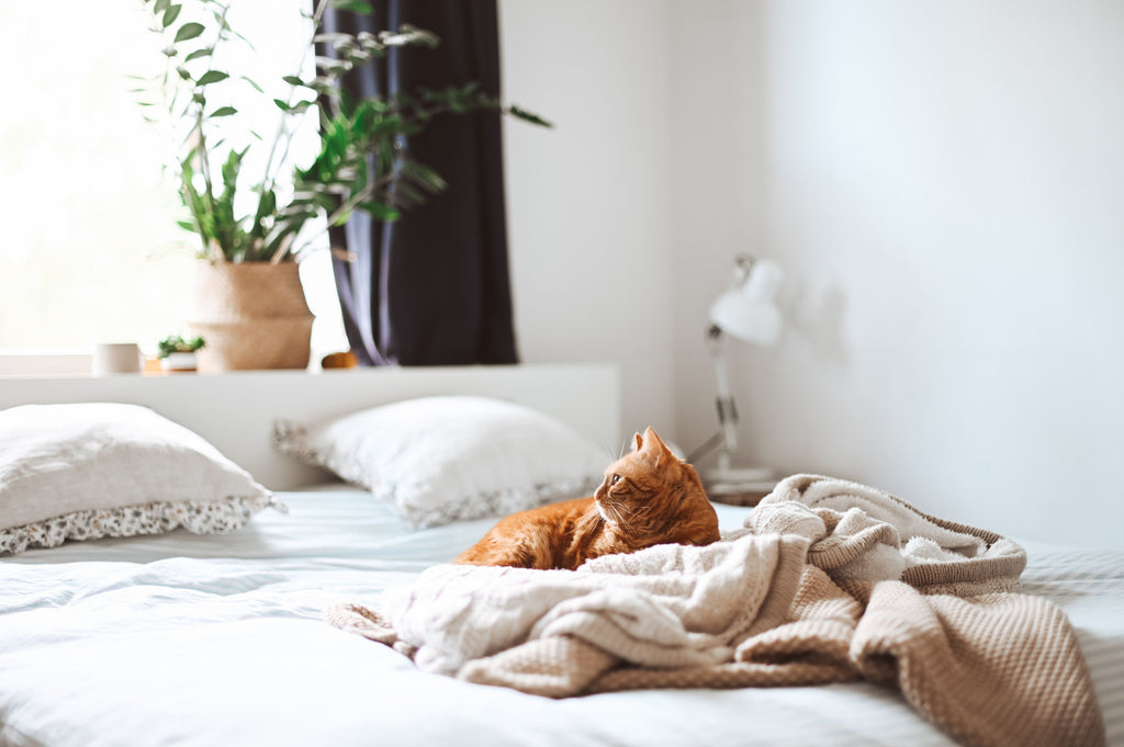 cat staying indoor in bed