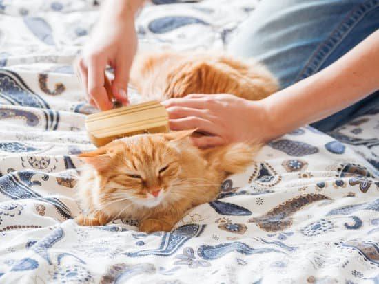 grooming an orange cat