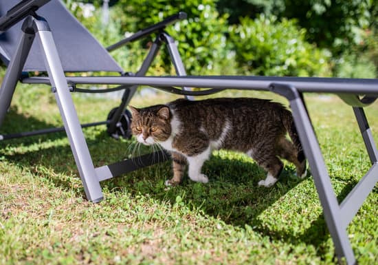 outdoor cat staying under a shady place