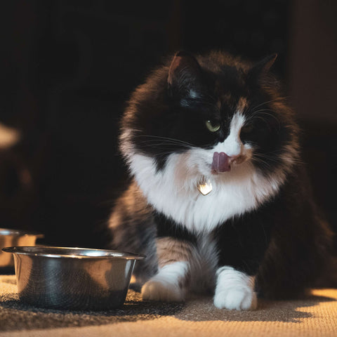 Why is my cat not eating?
