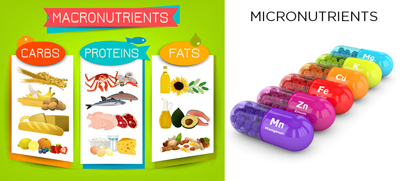 Protein, carbs, fats, and vitamins