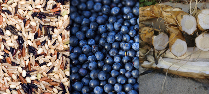 Wild rice, blueberries, cattails