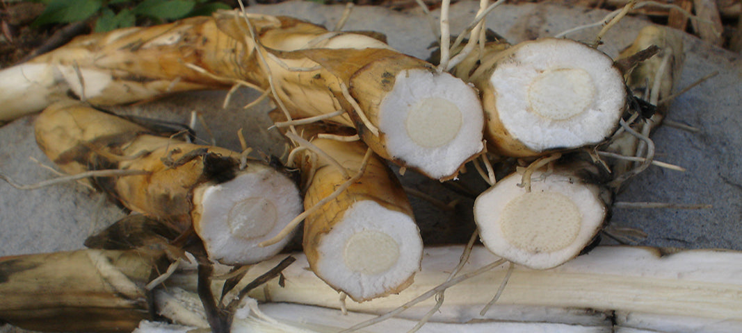 Cattail roots