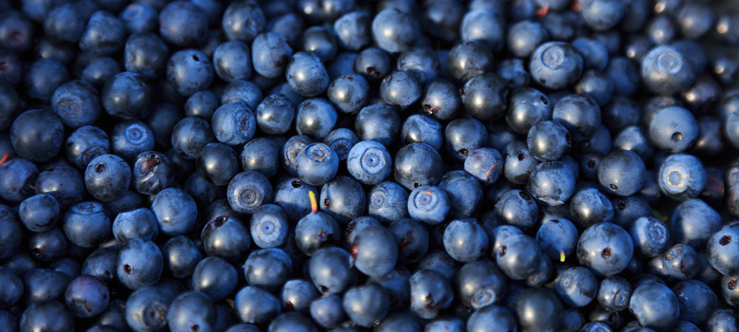 Wild blueberries