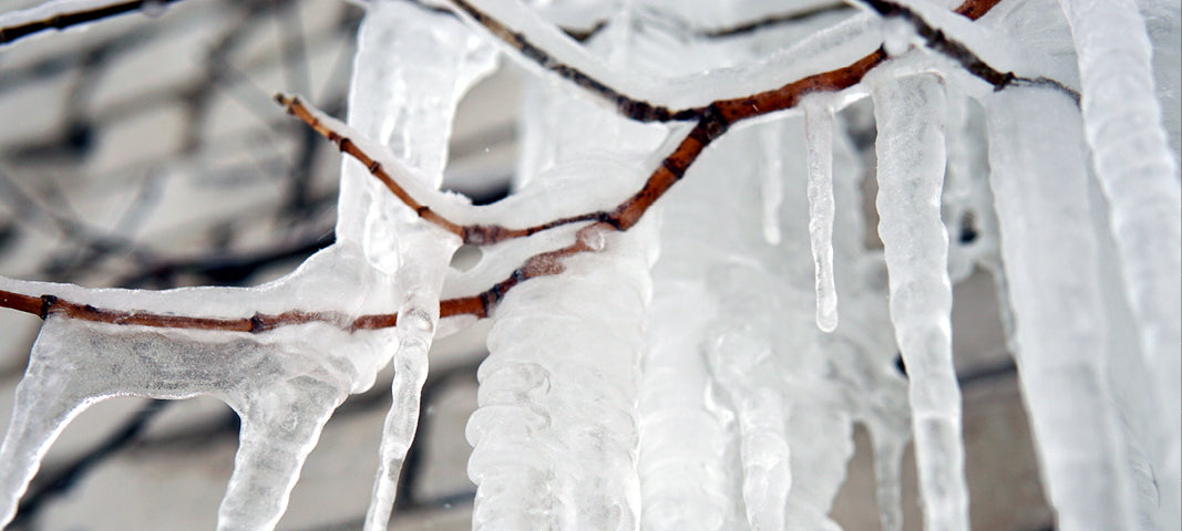 Ice Covered Tree Branches