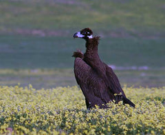 Buitre negro, Aegypius monachus, especie amenazada de la fauna de la Sierra de Guadarrama