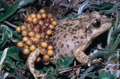 Alytes obstetricans, especie amenazada de la fauna del Parque Nacional de la Sierra de Guadarrama