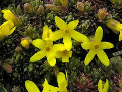 Androsace vitaliana,especie amenazada de la flora de la Sierra de Guadarrama