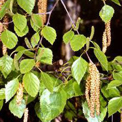 Hoja y fruto de Abedul, inspiración del regalo especial fular Abedul, inspirado en la Betula pendula, especie amenazada de la flora de la Sierra de Guadarrama