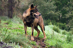 Lobo ibérico, Canis lupus signatus, especie amenazada de la fauna de la Sierra de Guadarrama
