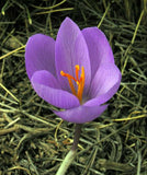 Flor de Crocus serotinus, especie singular de la flora del Parque Nacional de la Sierra de Guadarrama