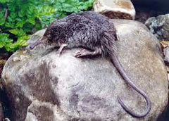 Mamífero amenazada de la Sierra de Guadarrama, Desmán ibérico, Galemys pyrenaicus.