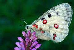 Parnassius apollo, la mariposa Apolo es una especie amenazada de la fauna de la Sierra de Guadarrama.