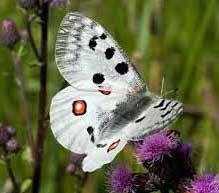 Mariposa Apolo, Parnassius apollo, especie amenazada de la fauna del Parque Nacional de la Sierra de Guadarrama