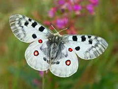 Mariposa Apolo, Parnassius apollo, especie amenazada de la fauna de la Sierra de Guadarrama