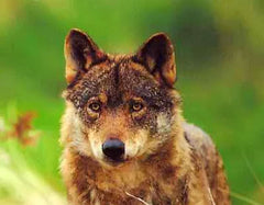 Lobo ibérico, Canis lupus signatus, especie amenazada de la fauna del Parque Nacional de la Sierra de Guadarrama