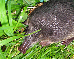 Desmán ibérico, Galemys pyrenaicus, especies amenazada de la fauna del Parque Nacional de la Sierra de Guadarrama