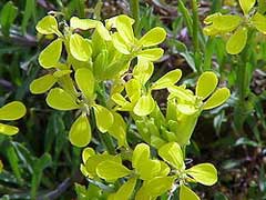 Erysimum humile penyalarense, especie amenazada de la flora del Parque Nacional de Sierra de Guadarrama